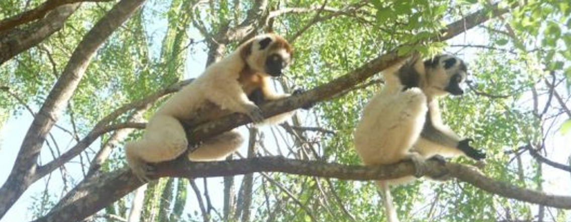 Dynamic Content Image