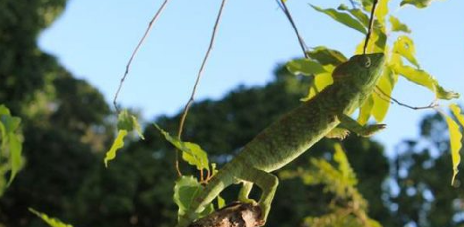 Dynamic Content Image