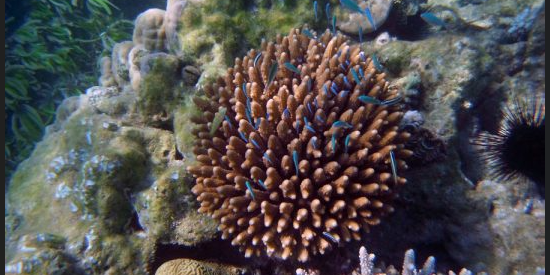 Dynamic Content Image